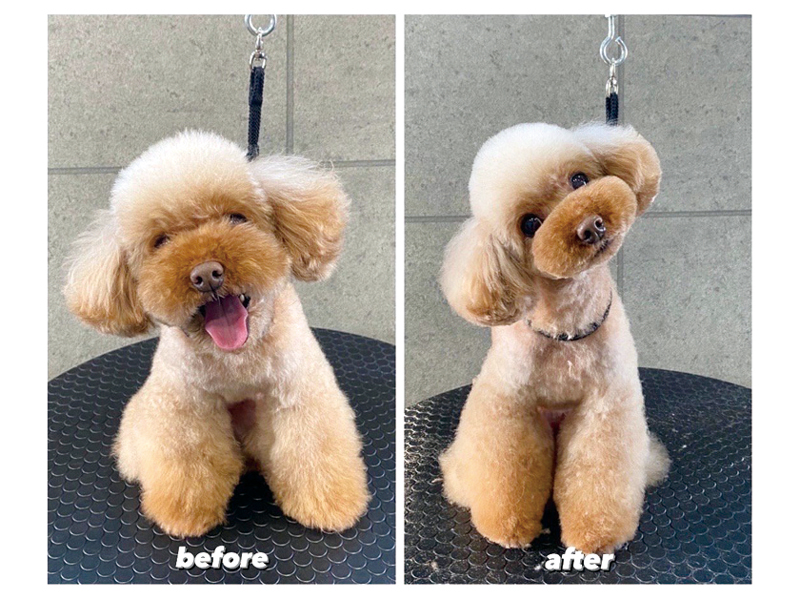 愛犬をもっと可愛くするトリミングサロンがOPEN！