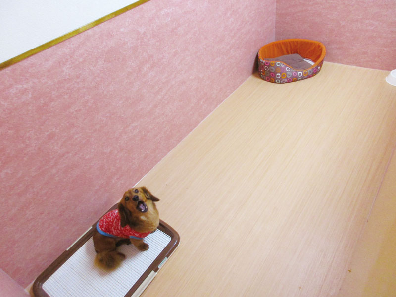 ワンちゃん、ネコちゃんを預けるならRUN-RUNへ♪