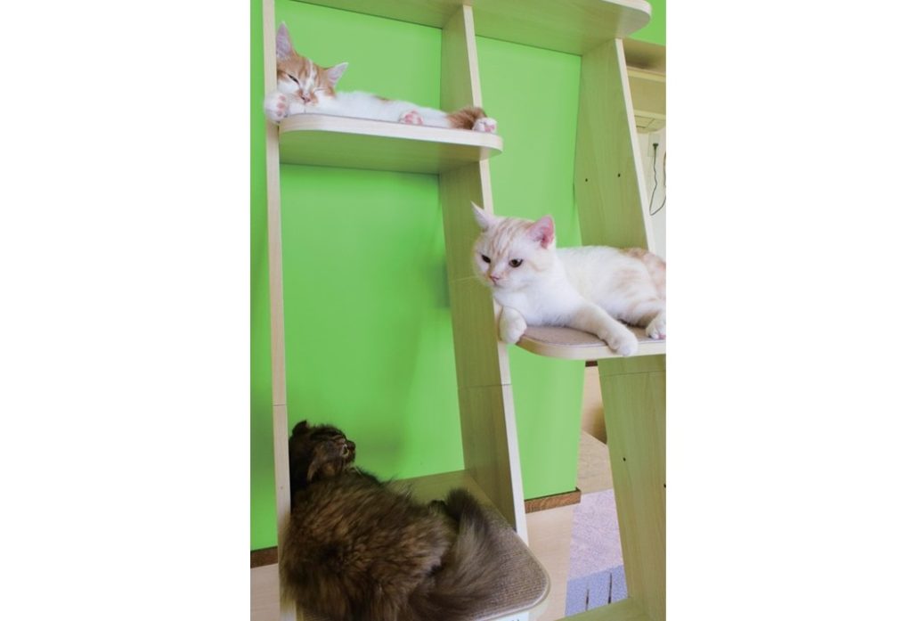 『ねこ茶　ネコチャ』かわいい猫たちに囲まれた癒しの空間