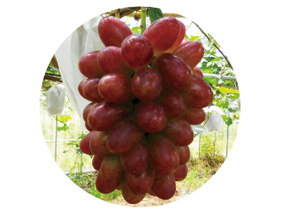 終了しました。2019年8月18日（日）たからファーム（店舗裏新工場西側） ぶどう狩り（昭平紅ぶどう）募集!!