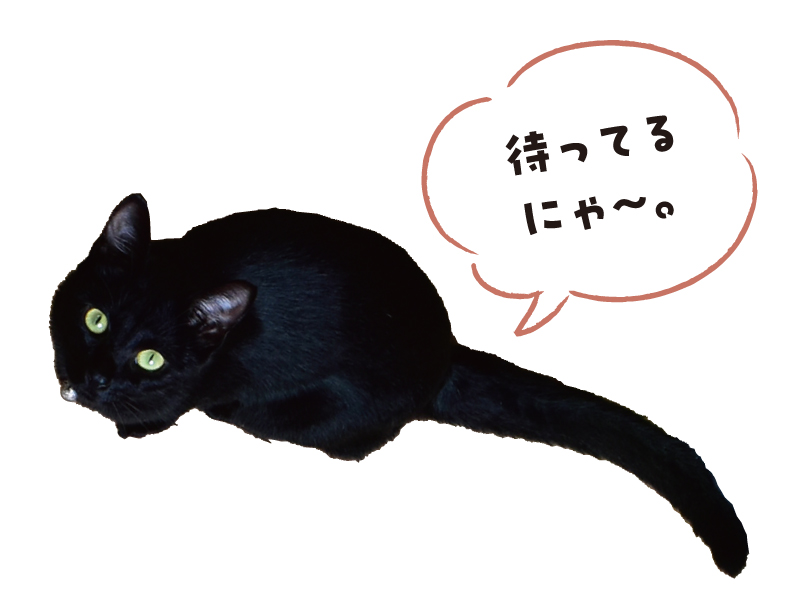 愛らしい猫とのふれあいや こだわりの食事が味わえるカフェ