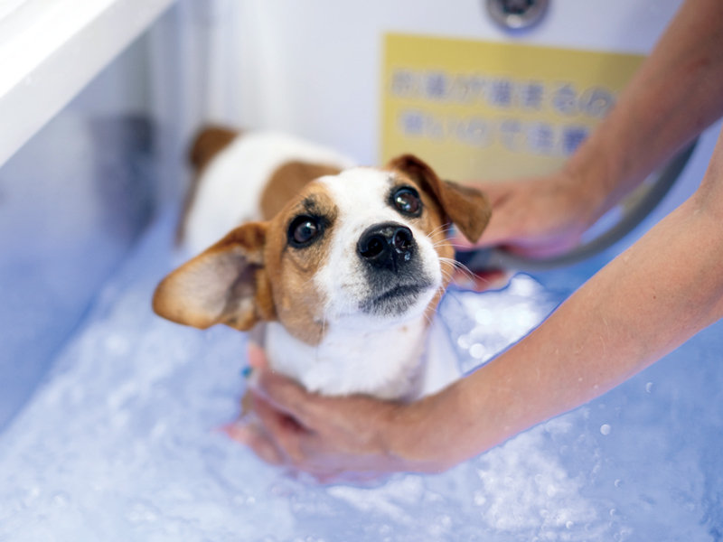 『DOG SPA モコモコ 』セルフで洗えるワンちゃんの“マイクロバブル温浴”【香川県高松市林町】