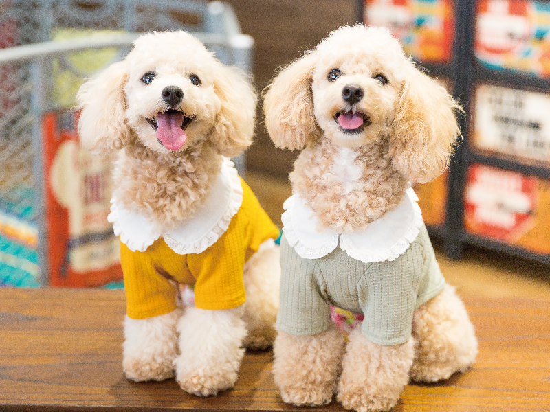 愛犬を安心して預けられる、犬のための保育園＆ホテルがOpen！『Ga.Ru.Ru. takamatsu』