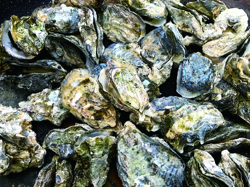 『カキ焼き白山』志度湾から直送の新鮮なカキが食べ放題