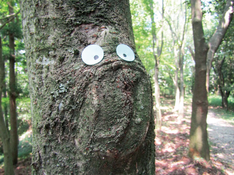 終了しました。7月15日(月・祝) 満濃池森林公園 夏のネイチャーゲーム