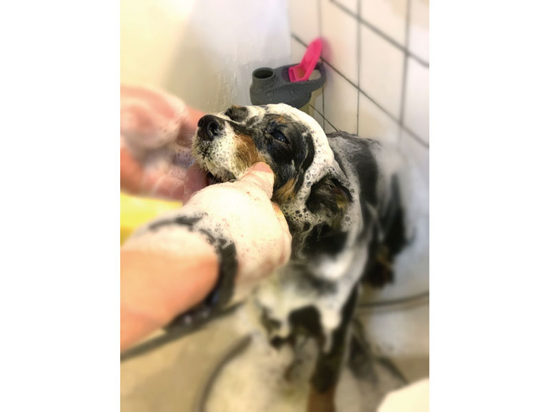 アットホームなトリミングサロンがOPEN！