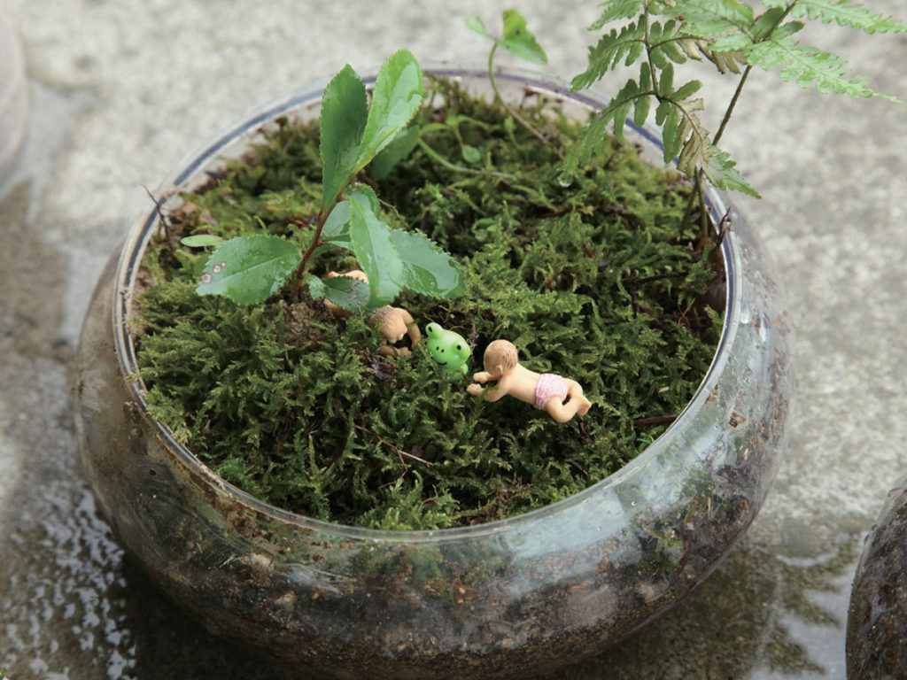 終了しました。6月16日（日）満濃池森林公園 『苔と植物で創作アート教室』