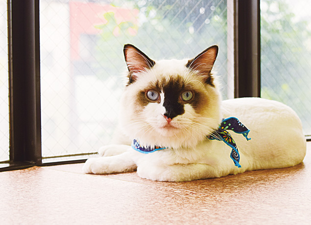 『猫カフェ Chipie』猫好きにはたまらない！個性豊かな猫に癒される猫カフェ