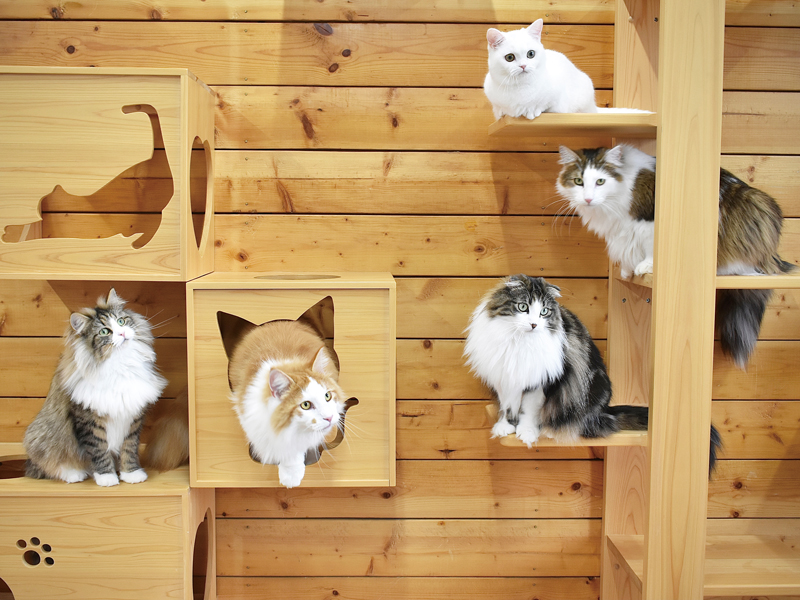 長毛美猫揃いの猫カフェで心安らぐ癒しの時間を過ごそう