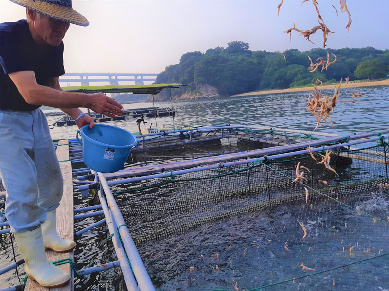 ふぐに人生をかけた“ふぐ親父”が 我が子のごとく育てた“奇跡の5年魚”を販売