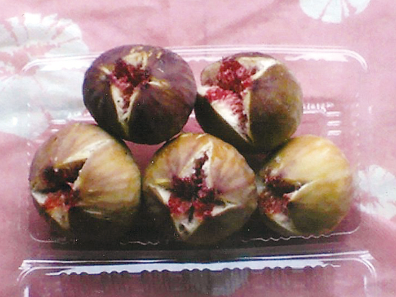 『ブルーベリー園 カフェレスト小田』完熟ジューシーなブルーベリー♡ 今年も、摘み取り体験予約受付中!!【香川県さぬき市小田】