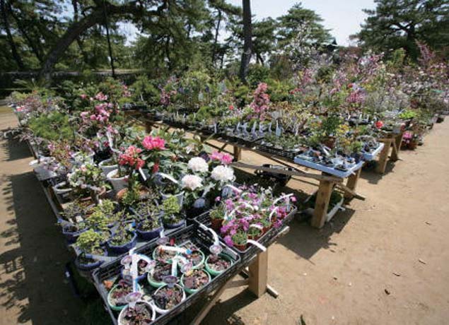 終了しました。3月9日（土）～4月7日（日）『春の植木市』