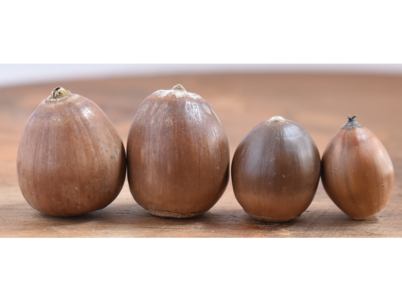 『道具屋 どんぐり』階段を上がった先の隠れ家Shop“どんぐり”をテーマにした雑貨やお菓子が大集合！【香川県高松市鍛冶屋町】