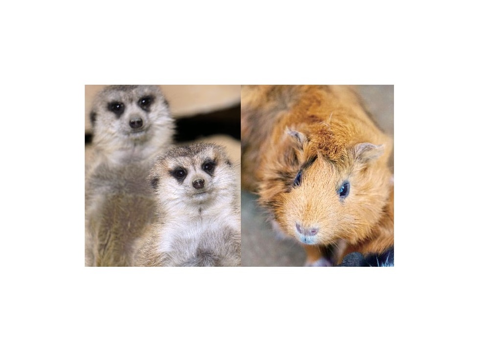 終了しました。5月18日（土）、19日（日）『善通寺フラワー＆ガーデンフラワー2019』ー小さな子どもから大人まで楽しめる美しい花や庭に癒されるイベントに注目！！