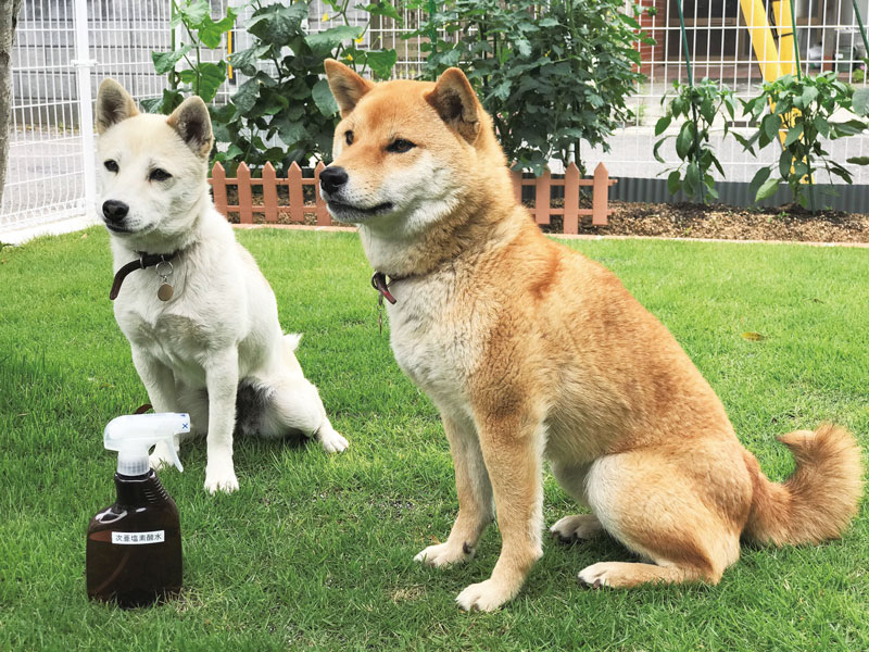 ウイルスや菌に反応して、除菌・消臭ができる「次亜塩素酸水」が簡単に作れる！
