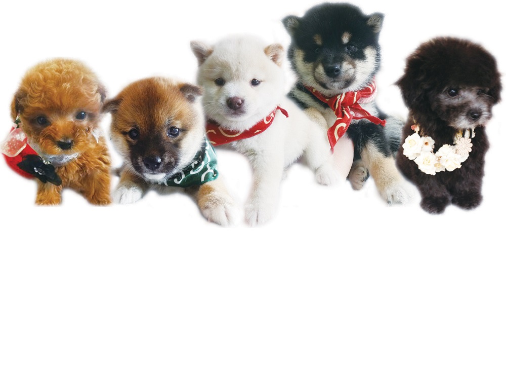 子犬とふれあいませんか♪♪♪