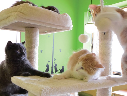 『ねこ茶　ネコチャ』かわいい猫たちに囲まれた癒しの空間