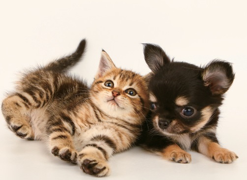 幸せに、健やかに、豊かなペットライフをサポート