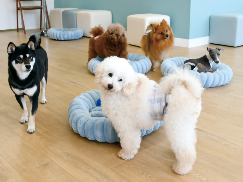 『ANELLA CAFE 丸亀店　アネラカフェ マルガメテン 』可愛い保護犬たちと触れ合おう！【香川県丸亀市土器町】