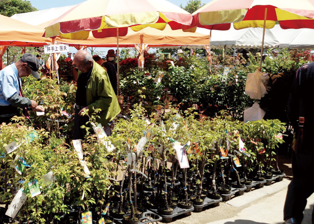 終了しました。10月19日（金）～21日（日）『第36回 きなし盆栽植木まつり』世界に誇る盆栽産地・鬼無にてイベント盛りだくさんの盆栽の祭典を開催