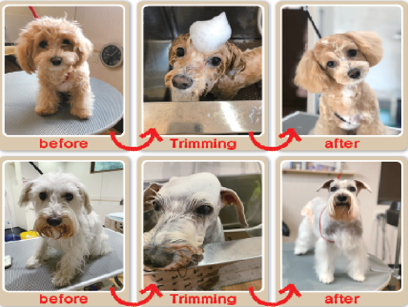 『Delight』お客様満足度・リピート率地域ナンバー1のトリミングサロン