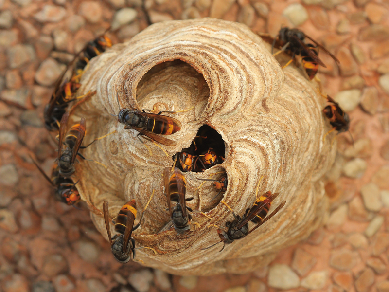 『四国蜂駆除バスターズ』四国･香川全域対応！蜂の巣、見つけたらすぐご相談を！