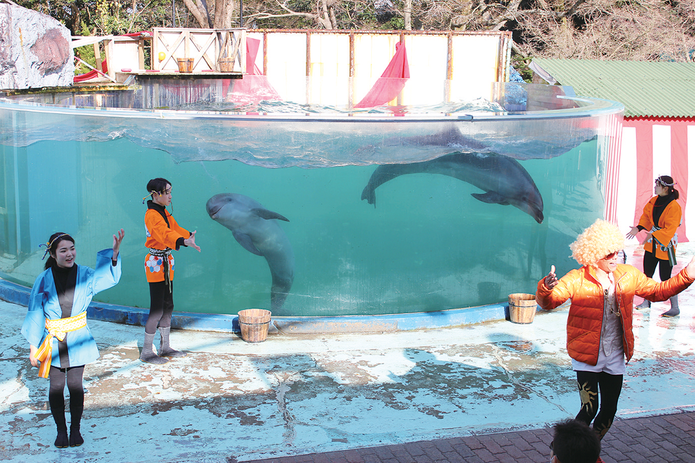 終了しました。12月30日（日）～1月6日（日）『イルカ劇ライブ ～お正月バージョン～』毎年恒例の大迫力のイルカライブ イルカと出演スタッフが共演し会場を盛り上げる！