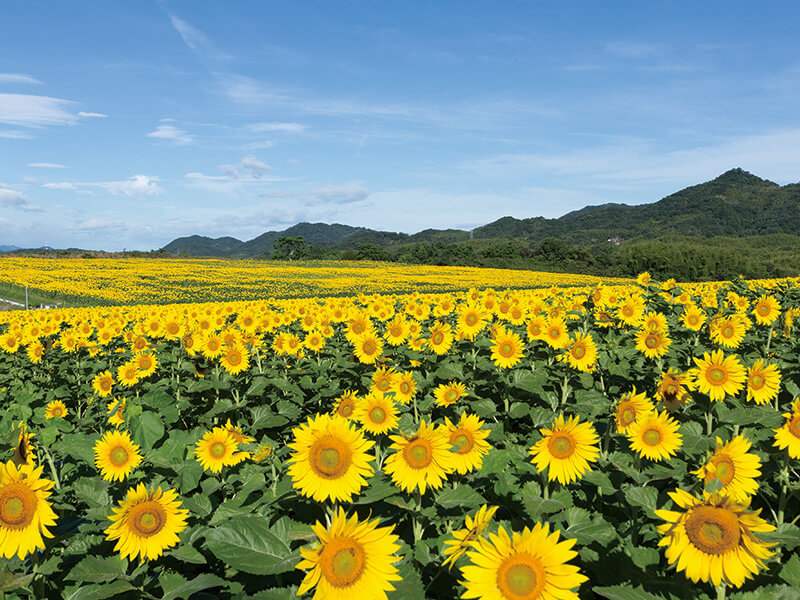 どんな料理もごちそうになるプレミアムなオイル!
