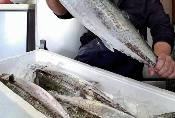 『中條鮮魚店』朝、市場から仕入れた旬の鮮魚を取り揃え！