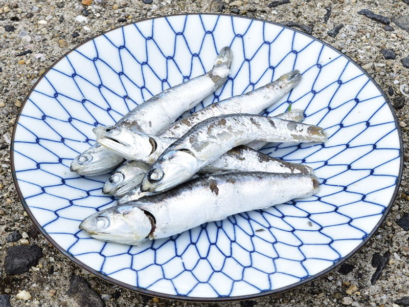 釜揚げイリコを使った地ビール「IBUKIEBISU」の試作品が完成!