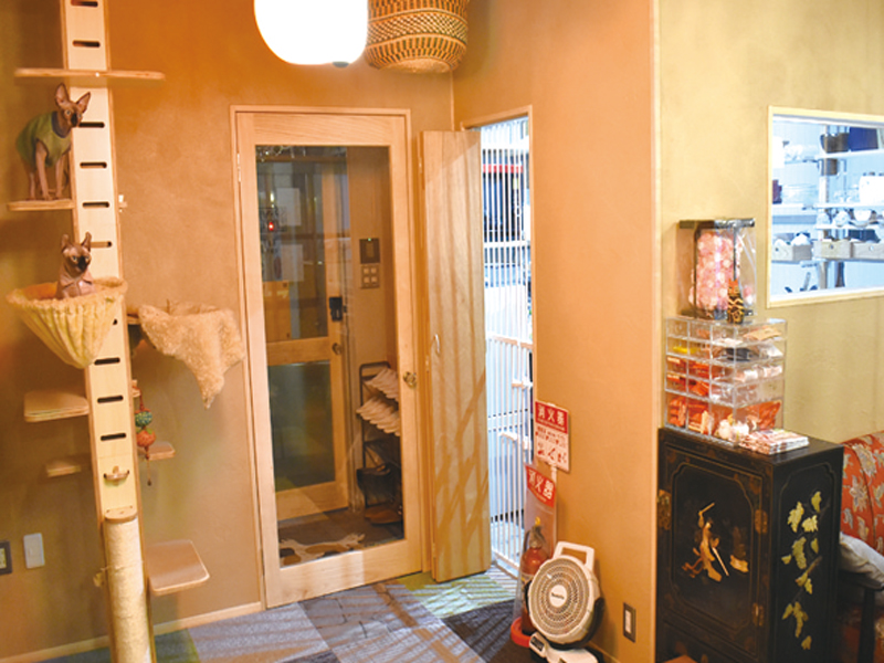 ヘアレスキャット専門の猫カフェがOPEN！