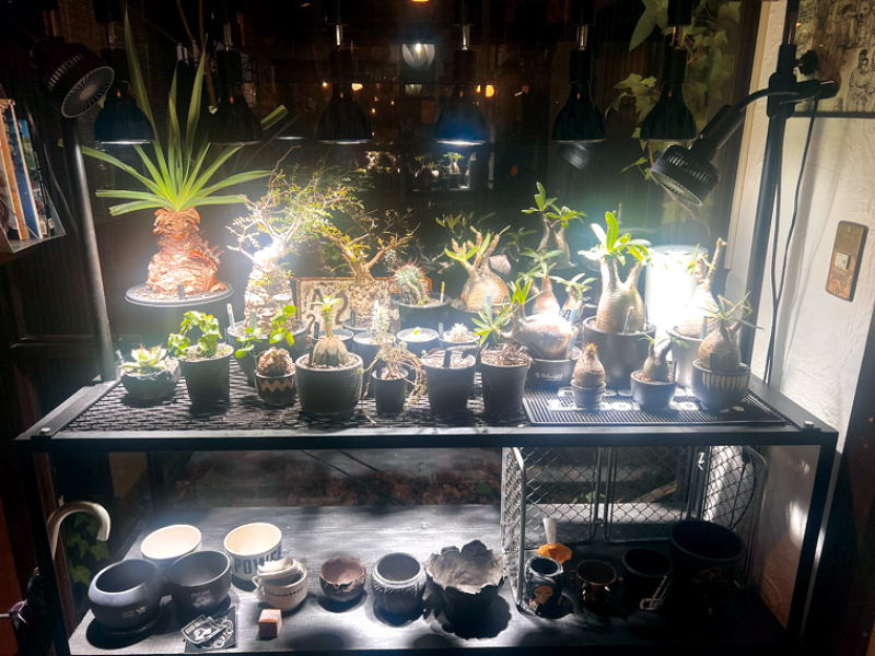 塊根植物専門店がOPEN！！