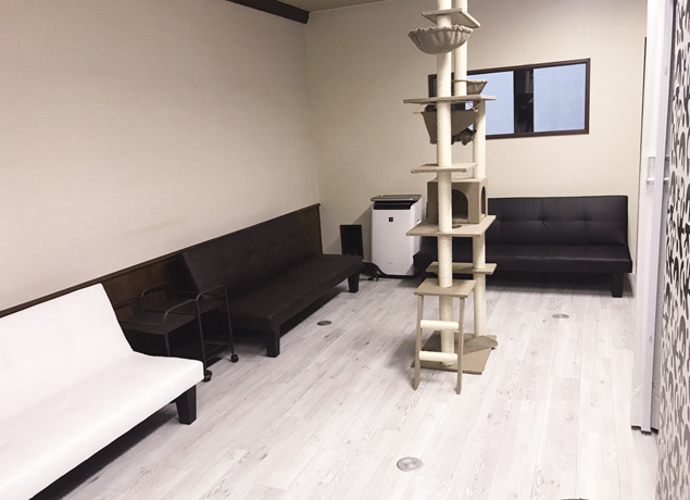 『猫カフェ Chipie』猫好きにはたまらない！個性豊かな猫に癒される猫カフェ