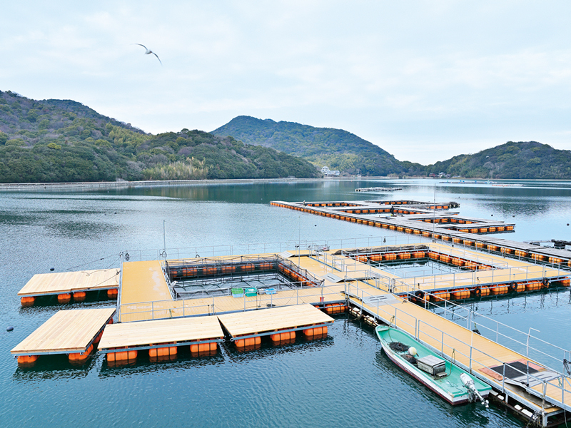 『株式会社 ソルトレイクひけた』東かがわ市･安戸池で育てた牡蠣「ADO MILK」が2025年2月に誕生！【香川県東かがわ市引田】