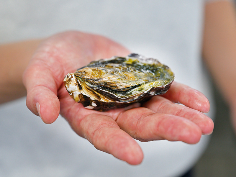 『株式会社 ソルトレイクひけた』東かがわ市･安戸池で育てた牡蠣「ADO MILK」が2025年2月に誕生！【香川県東かがわ市引田】