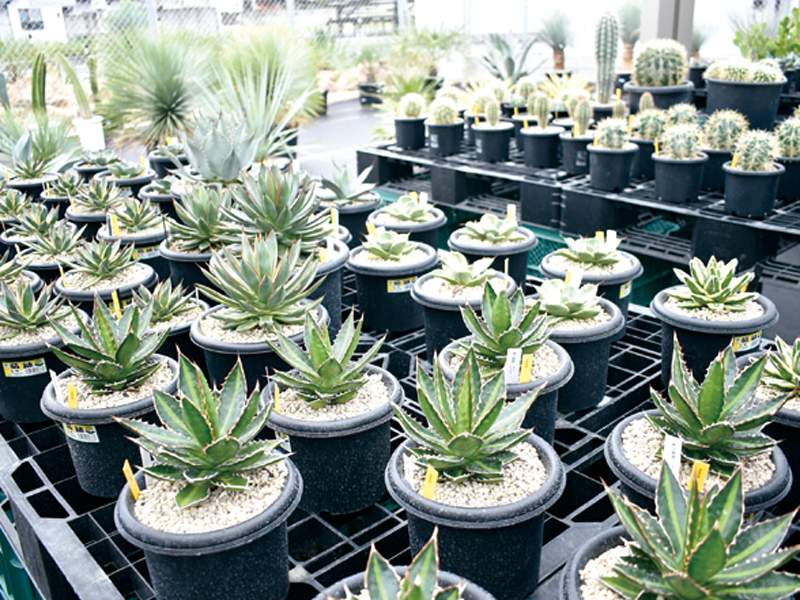 『AIM CRAFT GARDEN　エイム クラフト ガーデン』香川初！手間いらずでお洒落なドライガーデン専門店【香川県丸亀市栗熊西】