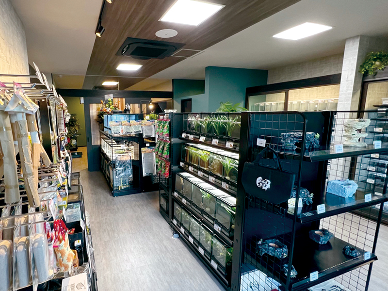 ペット需要高まる小型ヤモリ専門店が香南町から檀紙町に移転!