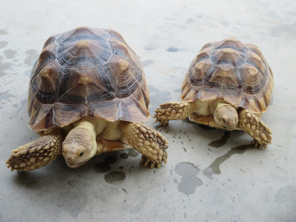 新車・中古車・車検・鈑金の事ならお任せ下さい！