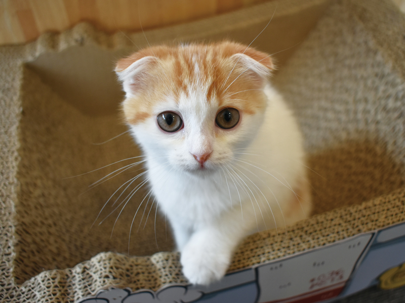 温もりを肌で感じる癒しのひと時猫のいる空間でそれぞれの楽しみ方を