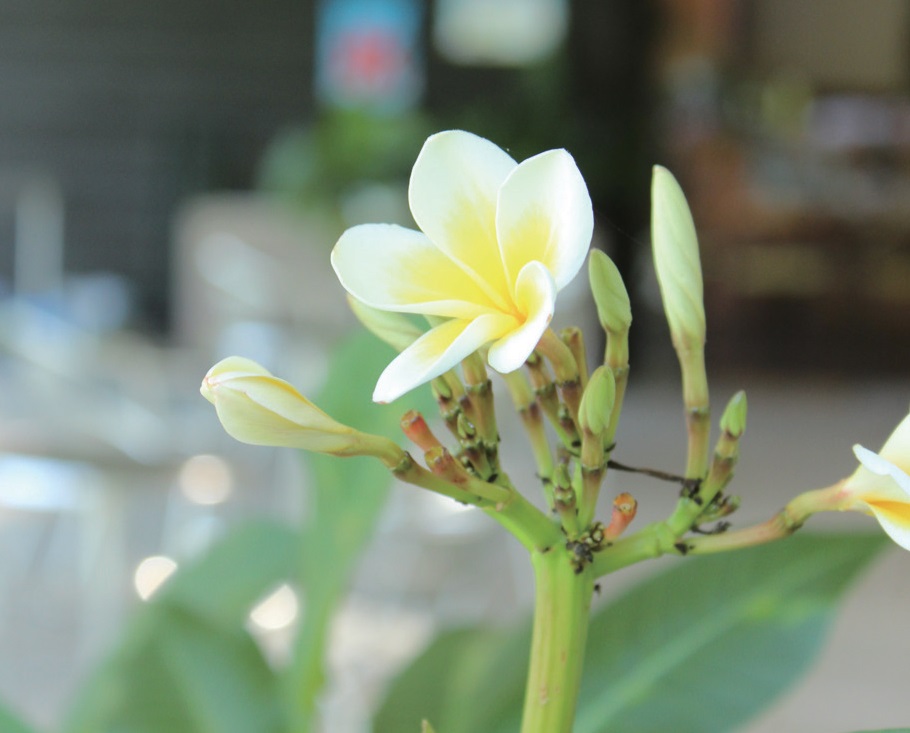 花に囲まれた自然美あふれるカフェ