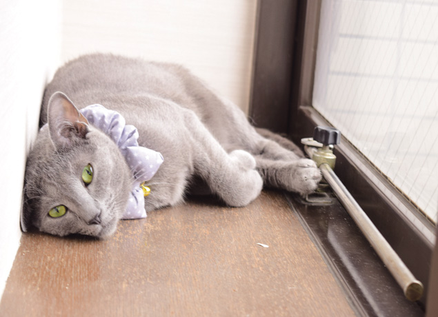 『猫カフェ Chipie』猫好きにはたまらない！個性豊かな猫に癒される猫カフェ