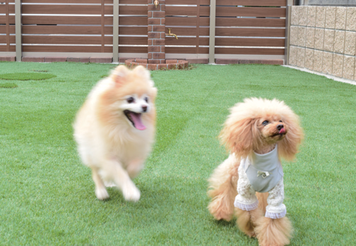 『Dog Garden Chai』オーナーは動物看護師の有資格者