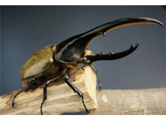 終了しました。7月21日（土）、8月26日（日）世界のカブトムシとクワガタムシを間近で見られる！プレイパーク ゴールドタワー