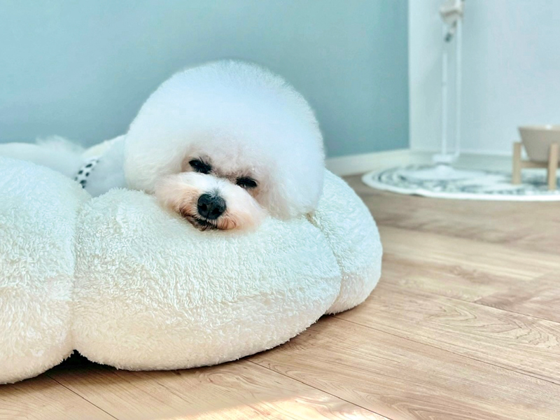 『Chérie bebe　シェリーベベ』ワンちゃんへの負担が少ないドッグホテル【香川県観音寺市大野原町】