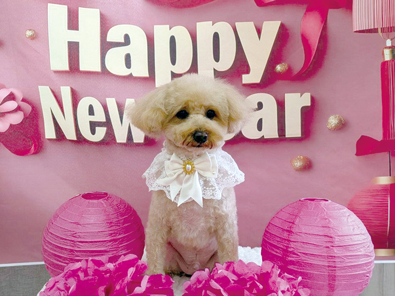 『DOG SALON Chipie　ドッグサロン シピ』広さと使いやすさが自慢のドッグサロン【香川県丸亀市幸町】