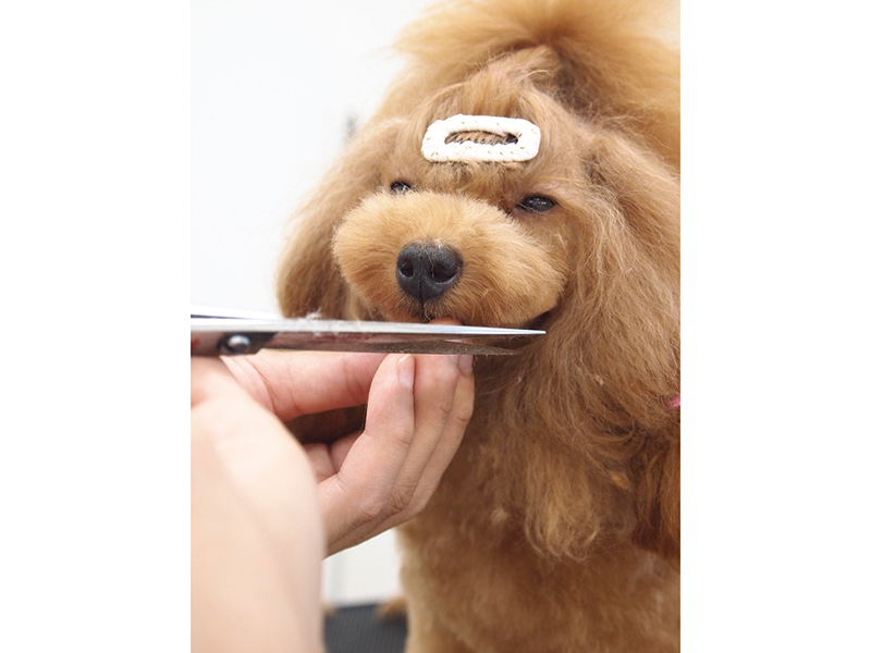 競技会受賞経験のあるA級トリマーによるペットサロン