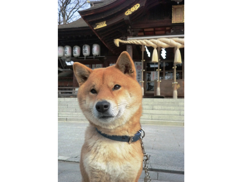安産祈願は1300年以上の歴史を誇る田村神社素婆倶羅社で！
