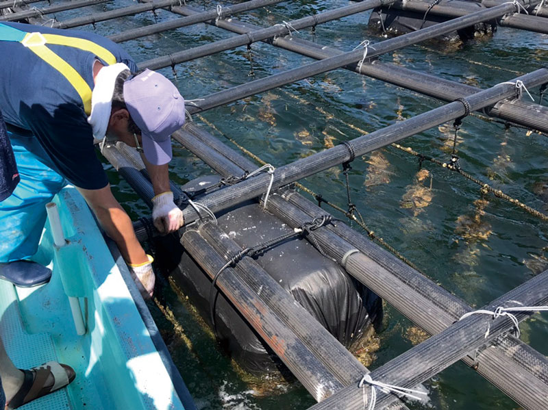 牡蠣販売所がさぬき市にOPEN　 新鮮な牡蠣をお家で楽しもう！