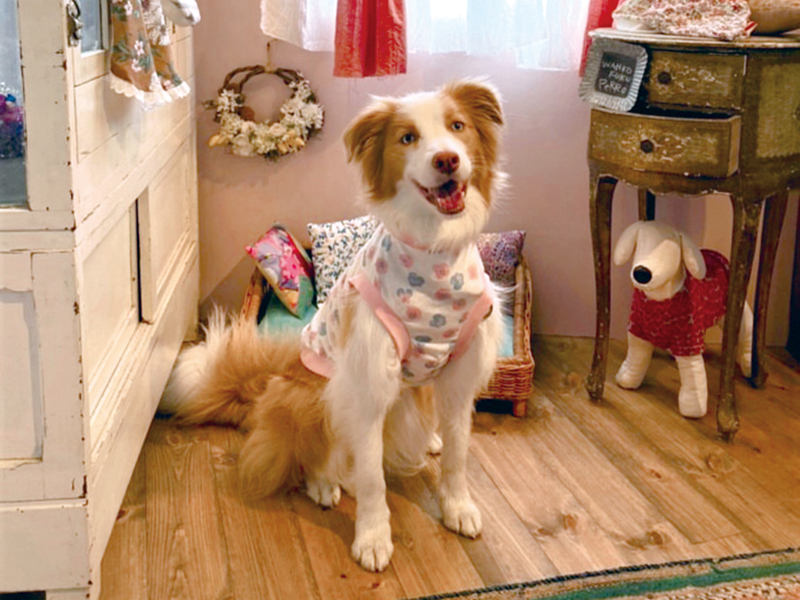 四国初！愛犬と通える犬服教室で楽しくレッスン！