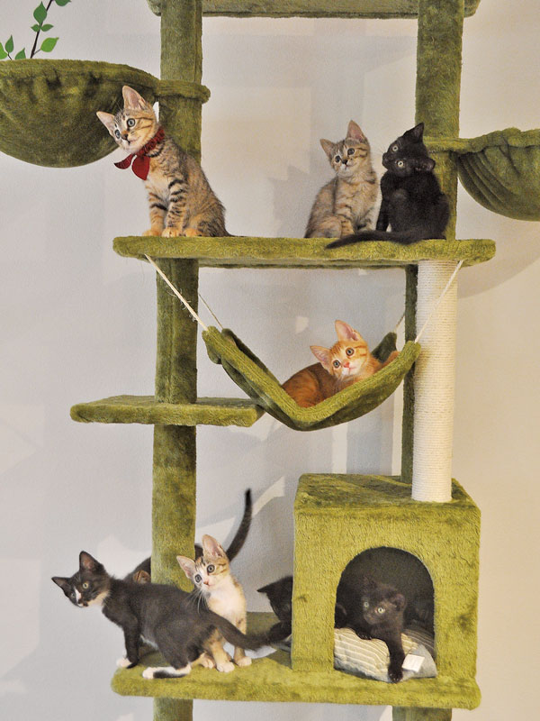 猫と人のご縁を繋ぐ保護猫カフェがOPEN！